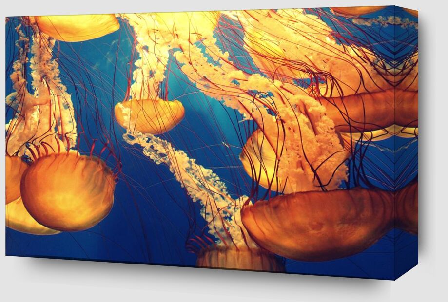 Jellyfish from the Sea from Pierre Gaultier Zoom Alu Dibond Image