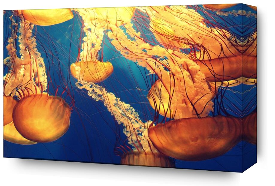 Jellyfish from the Sea from Pierre Gaultier, Prodi Art, animals, deep ocean, deep sea, jellyfishes, marine, life, nature, ocean, sea, sea creature, tentacles, underwater