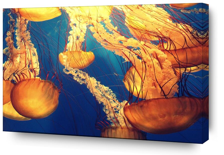 Méduses des mers de Pierre Gaultier, Prodi Art, animaux, océan profond, mer profonde, méduses, Marin, la vie, nature, océan, mer, créature marine, tentacules, sous-marin