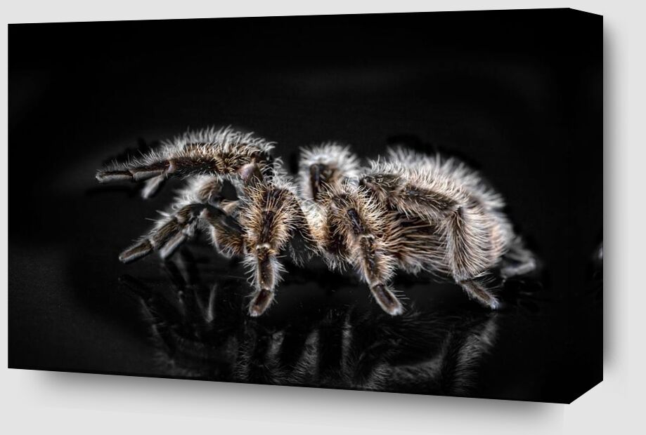 The spider from Pierre Gaultier Zoom Alu Dibond Image