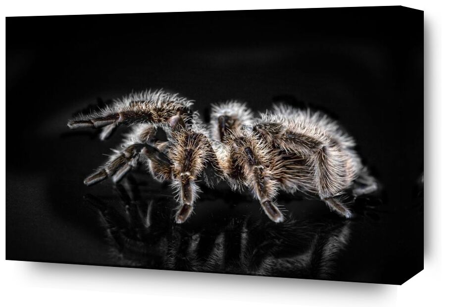 The spider from Pierre Gaultier, Prodi Art, animal, arachnid, close-up, creepy, dangerous, disgust, disgusting, exotic, hairy, insect, invertebrate, little, macro, nature, poisonous, scary, spider, tarantula