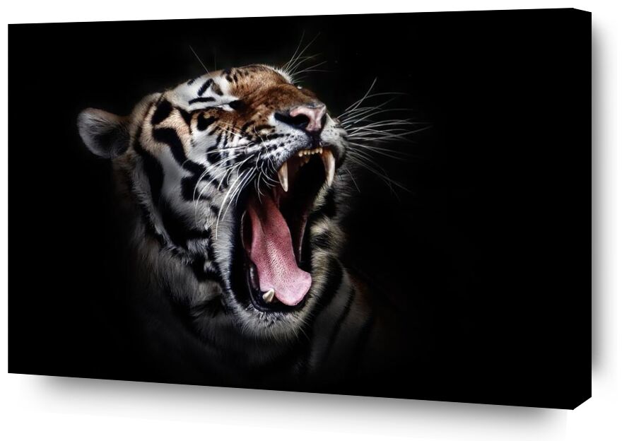 Férocité de Aliss ART, Prodi Art, chat sauvage, faune, tigre, gros plan, gros chat, photographie animale, animal