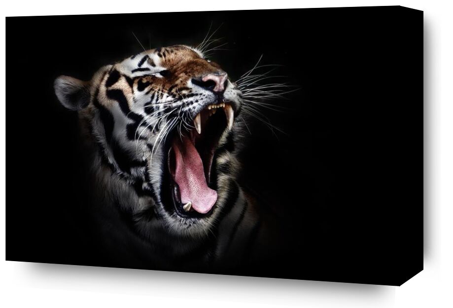 Ferocity from Aliss ART, Prodi Art, wild cat, wildlife, tiger, close-up, big cat, animal photography, animal