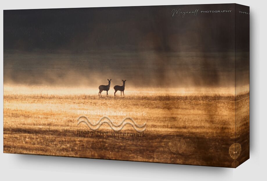 Crossing in the morning mist from Mayanoff Photography Zoom Alu Dibond Image
