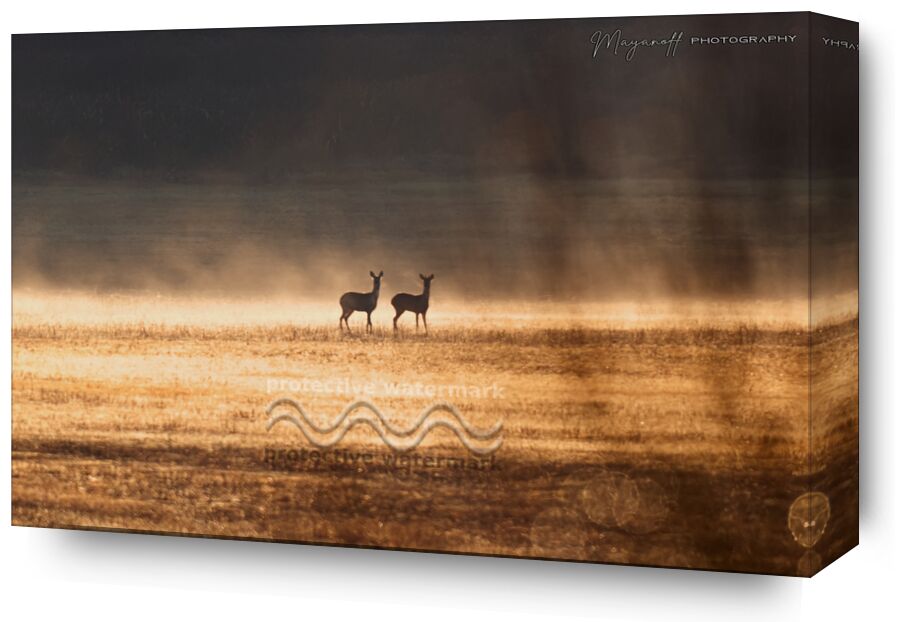 Crossing in the morning mist from Mayanoff Photography, Prodi Art, deer, nature, wild, animals, mist, morning
