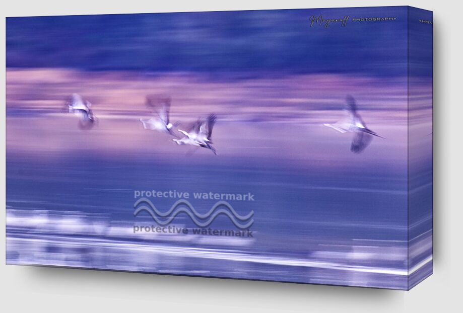 Common cranes from Mayanoff Photography Zoom Alu Dibond Image