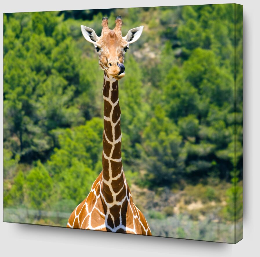 La girafe gourmande de Adrien Guionie Zoom Alu Dibond Image
