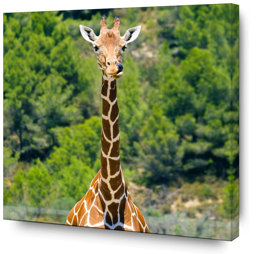 La girafe gourmande de Adrien Guionie, Prodi Art, Couleur, savane, Girafe, animaux