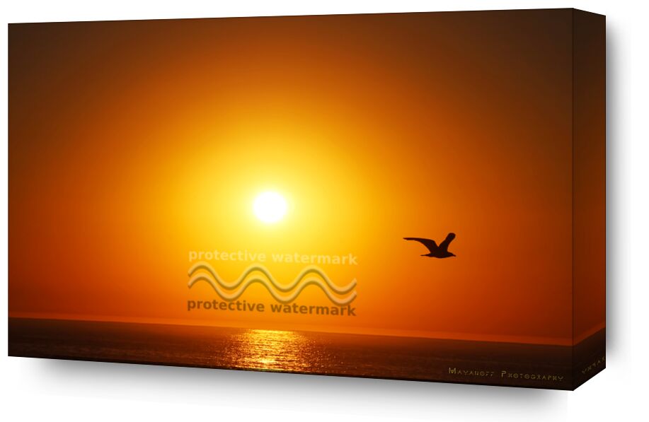 Magic moment... from Mayanoff Photography, Prodi Art, silhouette, sky, orange, colors, nature, sunset, bird, gull, ocean, Sun