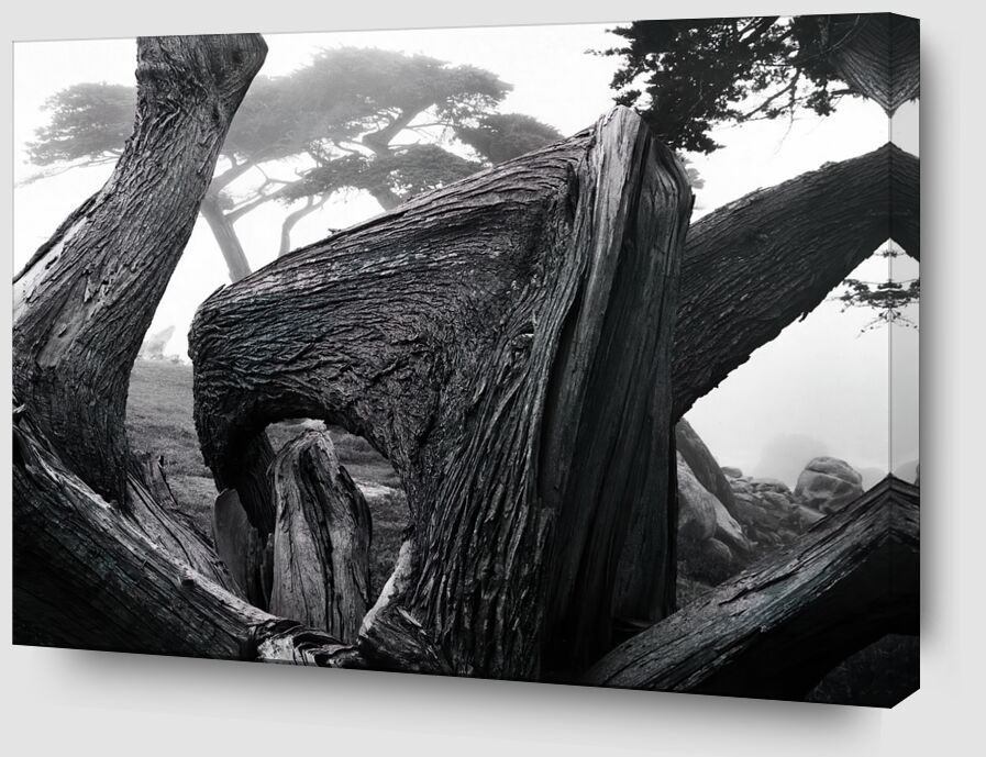 Zypressenbaum im Nebel, Pebble Beach Kalifornien - Ansel Adams von Bildende Kunst Zoom Alu Dibond Image