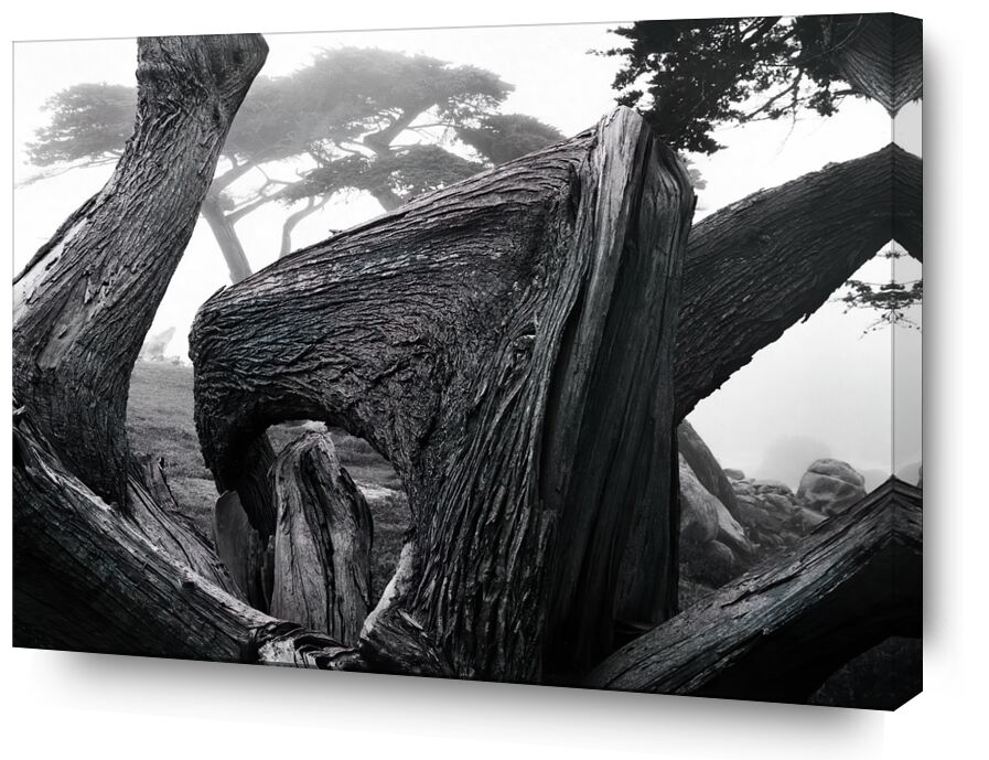 Cypress Tree In Fog, Pebble Beach California desde Bellas artes, Prodi Art, adams, ANSEL ADAMS, naturaleza, niebla, bosque, árbol