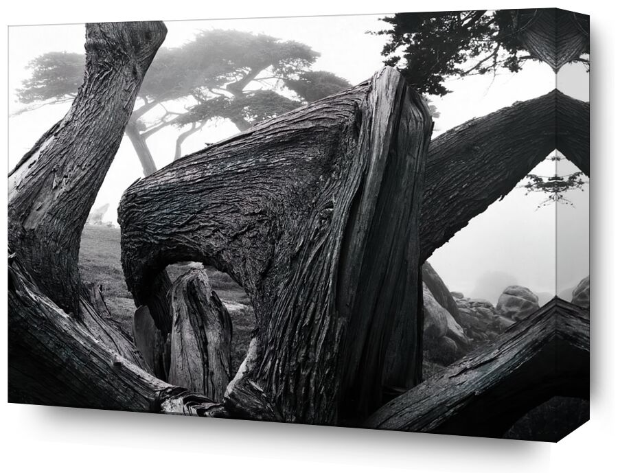 Cypress Tree In Fog, Pebble Beach California - Ansel Adams from Fine Art, Prodi Art, adams, ANSEL ADAMS, nature, fog, forest, tree