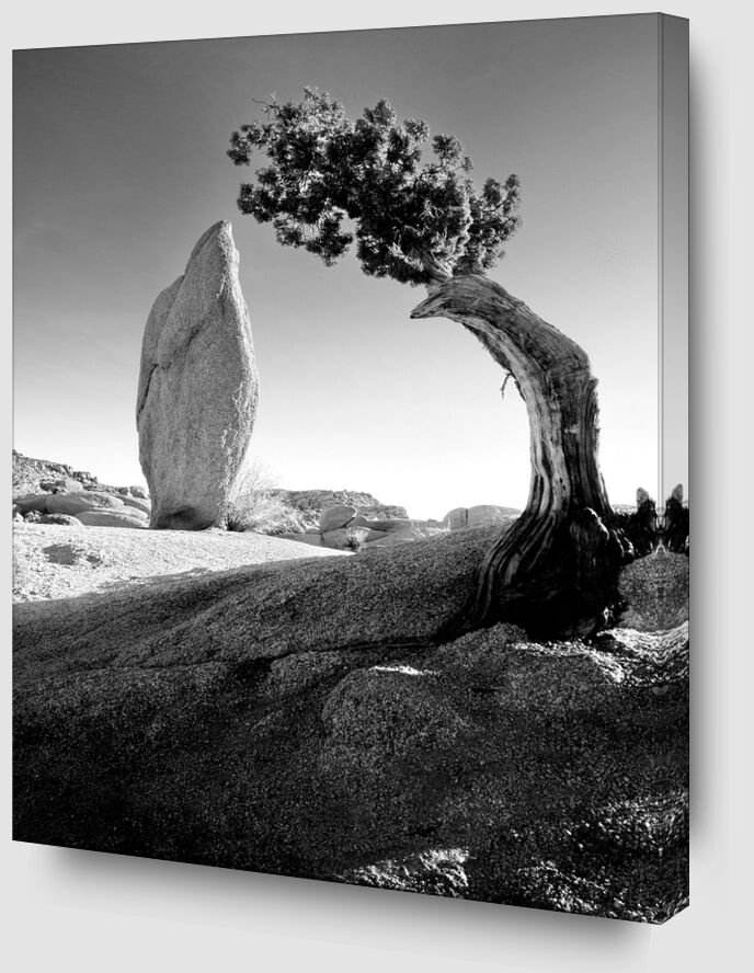 Pine Tree & Boulder, Sierra Mountains,Yosemite California desde Bellas artes Zoom Alu Dibond Image