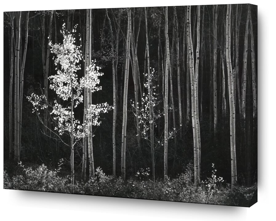 Peupliers, Nord du Nouveau-Mexique, tiré du Portfolio VII, 1958 - Ansel Adams de Beaux-arts, Prodi Art, forêt, ANSEL ADAMS, bois, nature, noir et blanc, peuplier