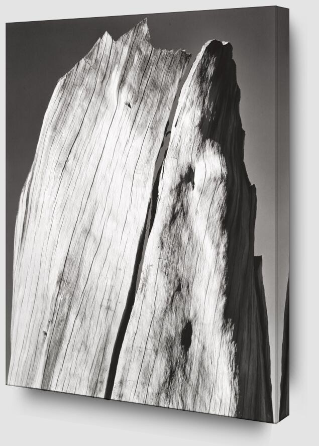 Cracked Trunk, Portfolio V desde Bellas artes Zoom Alu Dibond Image