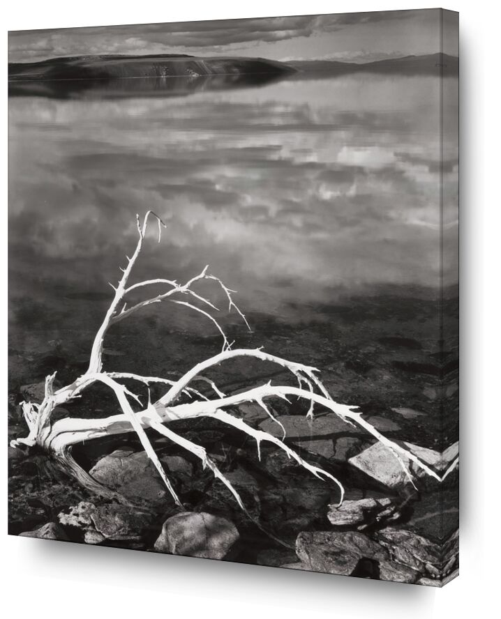 Branches Blanches, Lac Mono du Portfolio VII, 1950 - Ansel Adams de Beaux-arts, Prodi Art, branches, Lac, ANSEL ADAMS, reflets, nuages, nature morte