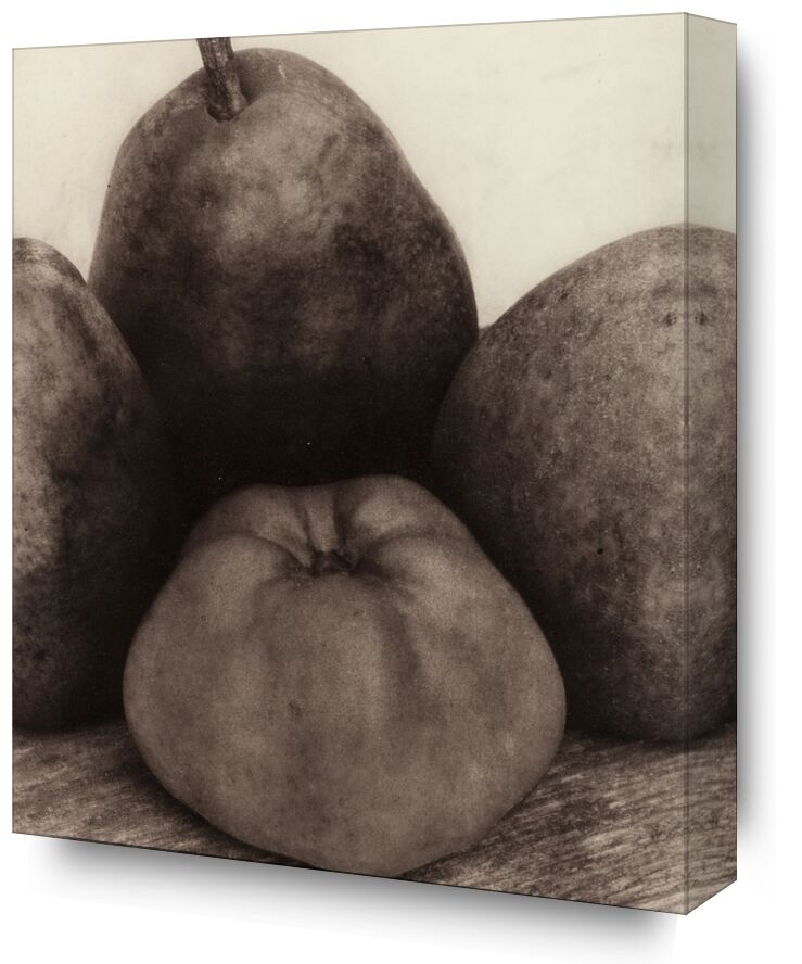 The Early Years, 1900-1927 - Edward Steichen from Fine Art, Prodi Art, black-and-white, Steichen, edward steichen, macro, still life, apples, pears