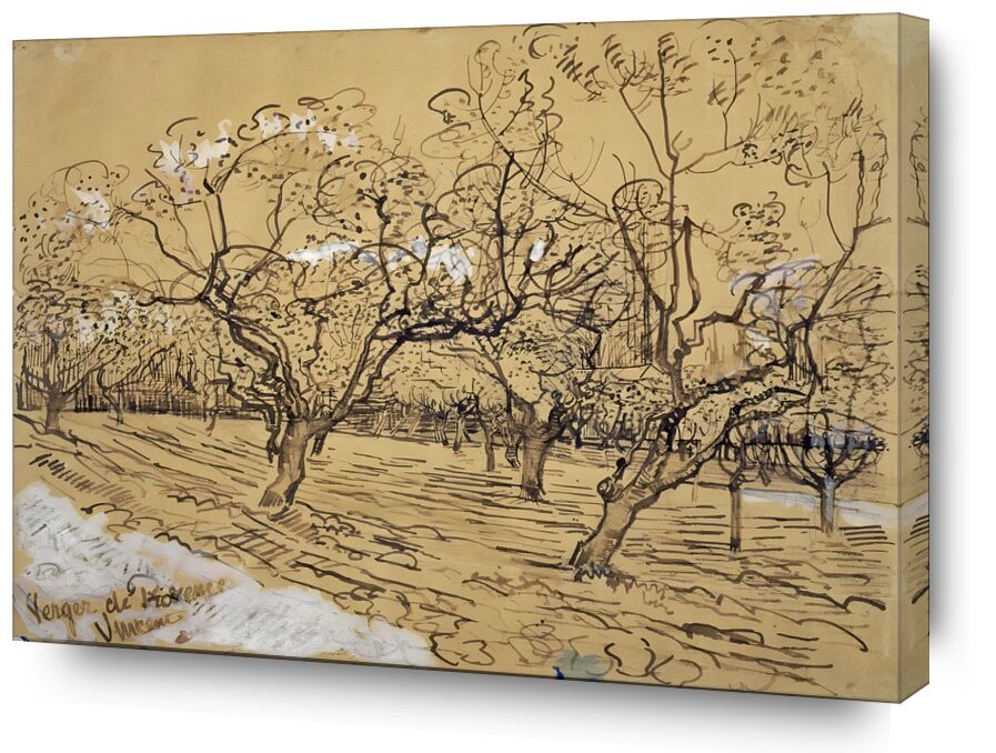 Plum Tree in Bloom : Orchard of Provence desde Bellas artes, Prodi Art, Van gogh, VINCENT VAN GOGH, paisaje, campos, naturaleza, Francia, ciruelo