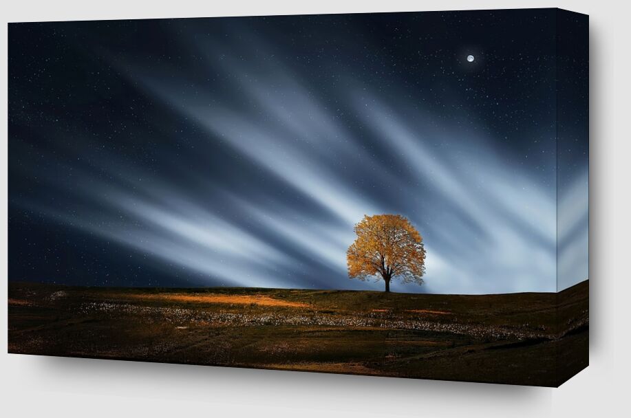 The night tree from Pierre Gaultier Zoom Alu Dibond Image