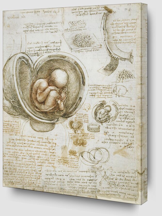 Estudios del feto en el útero desde Bellas artes Zoom Alu Dibond Image
