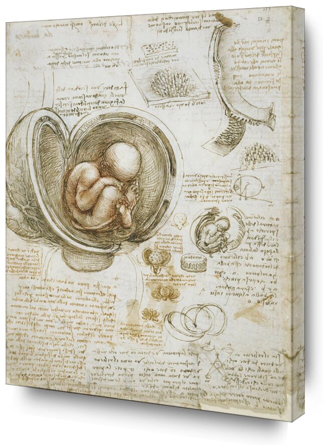 Estudios del feto en el útero desde Bellas artes, Prodi Art, cuidar, feto, doctor, medicina, anatomía, estudiar, bosquejo, Leonard de Vinci