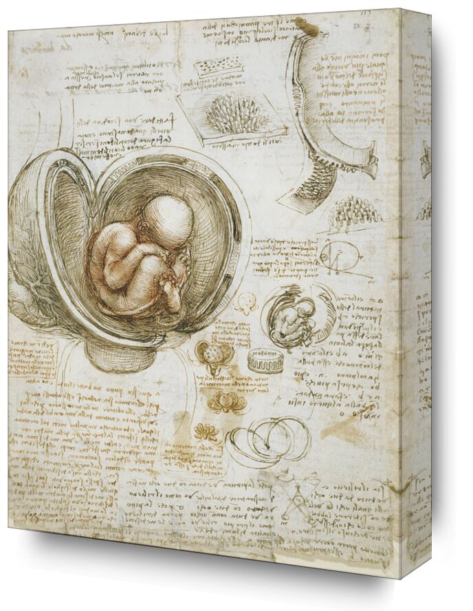 Studies of the Fetus in the Womb from Fine Art, Prodi Art, cure, fetus, doctor, medicine, anatomy, study, sketch, Leonard de Vinci
