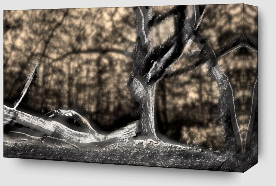The shadow of the trunk from Adam da Silva Zoom Alu Dibond Image