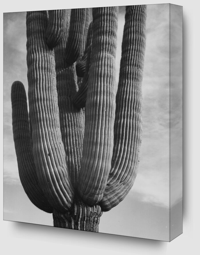 Cactus at the Saguaro National Monument, Arizona - ANSEL ADAMS 1958 from Fine Art Zoom Alu Dibond Image