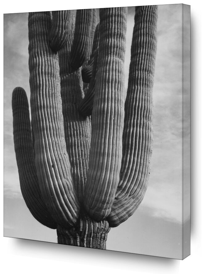 Cactus au monument national de Saguaro, Arizona - ANSEL ADAMS 1958 de Beaux-arts, Prodi Art, région sauvage, nuages, ANSEL ADAMS, cactus