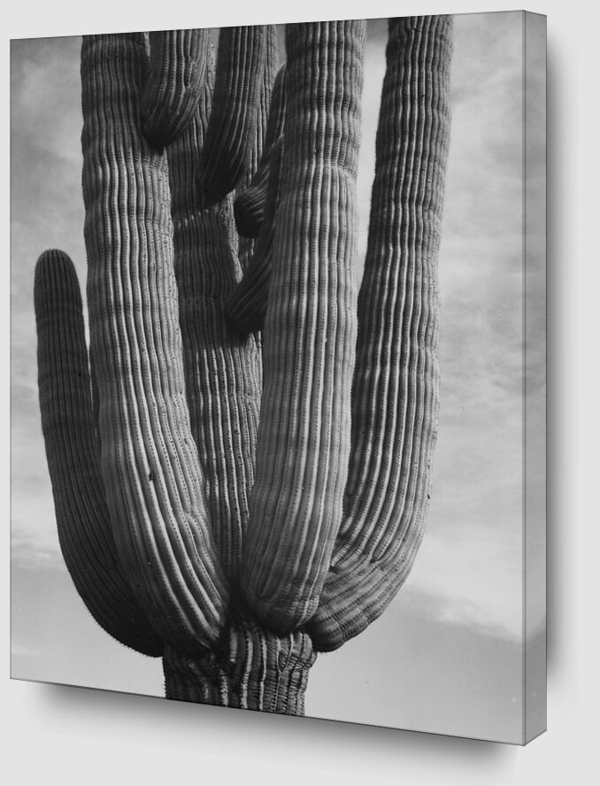 Cactus at the Saguaro National Monument, Arizona - ANSEL ADAMS 1958 von Bildende Kunst Zoom Alu Dibond Image