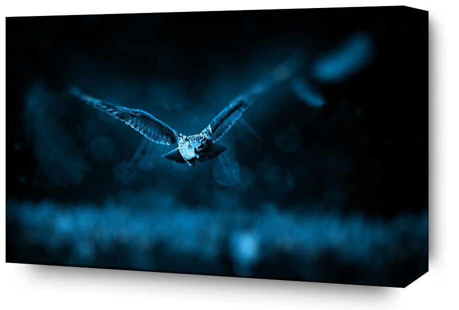 Owl from Aliss ART, Prodi Art, animal, bird, dark, fly, night, owl, wild animal