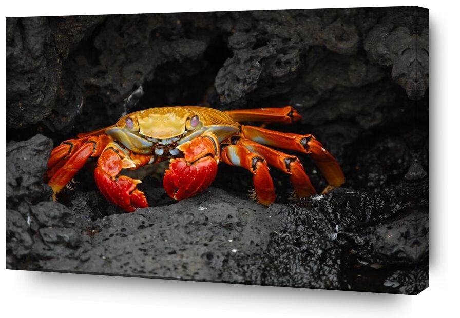 Crabe de Aliss ART, Prodi Art, fruits de mer, crabe rouge, grapsus grapsus, crustacé, Crabe, des roches, créature, animal