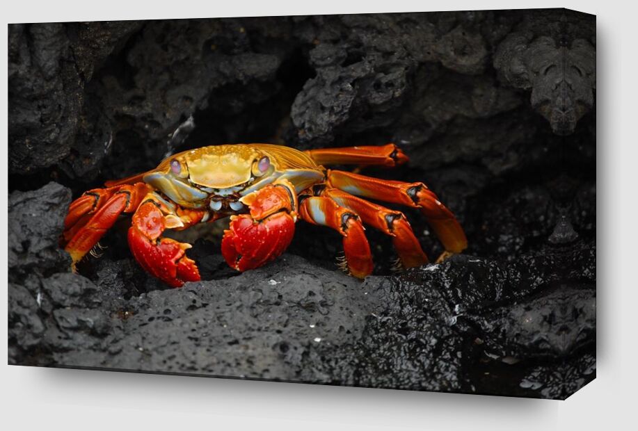 Crab from Aliss ART Zoom Alu Dibond Image