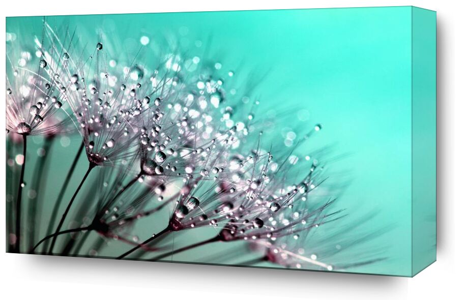 Morning dew from Aliss ART, Prodi Art, raindrops, macro photography, dewdrops, dandelion seeds, blowballs, water drops, nature, macro, flowers, flora, dew, dandelion, close up