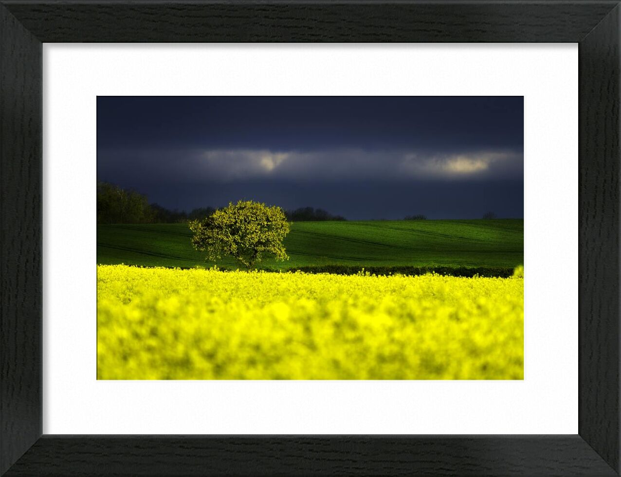 The yellow field from Pierre Gaultier, Prodi Art, vibrant, trees, sky, rural, rapeseed, outdoors, nature photography, nature, hills, grass, flowers, field, dark clouds, dark, countryside, country, cloudiness, clouds, agriculture
