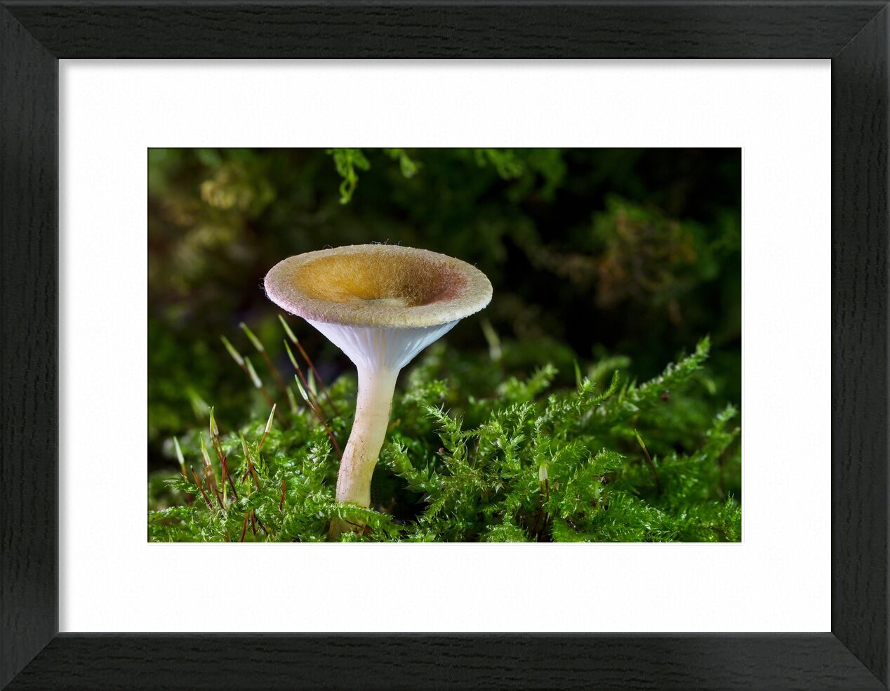 Champignon sur la mousse de Pierre Gaultier, Prodi Art, forêt, champignon, Mini champignon, éponge, petit champignon, mousse, l'automne