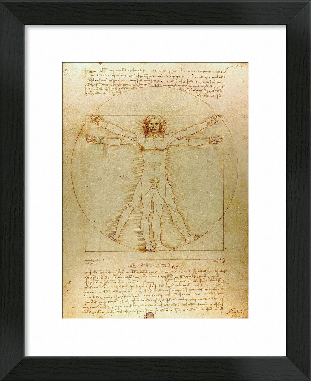 Vitruvian Man - Leonardo da Vinci von Bildende Kunst, Prodi Art, Mann, Natur, De Vinci, Zeichnung, Bleistift, Leonard da vinci, Geometrie