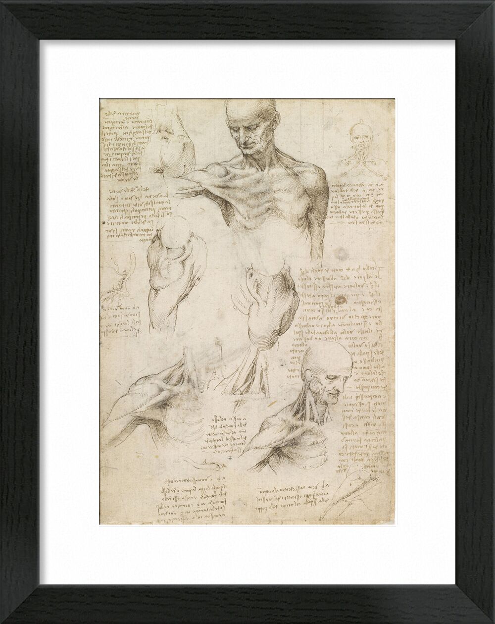 Superficial anatomy of the shoulder and neck (recto) - Leonardo da Vinci desde Bellas artes, Prodi Art, Leonard da vinci, dibujo, lápiz, cuerpo humano, anatomía