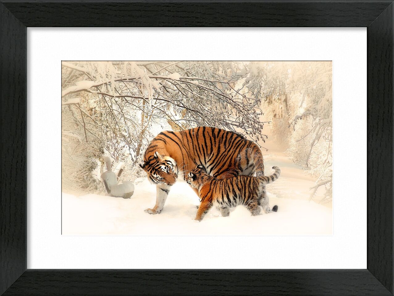 Tigers in the snow from Pierre Gaultier, Prodi Art, tiger, young, forest, winter, mood, play, beautiful, tiger baby, tigerfamile, family, panthera tigris altaica, young animal, wilderness, outdoor