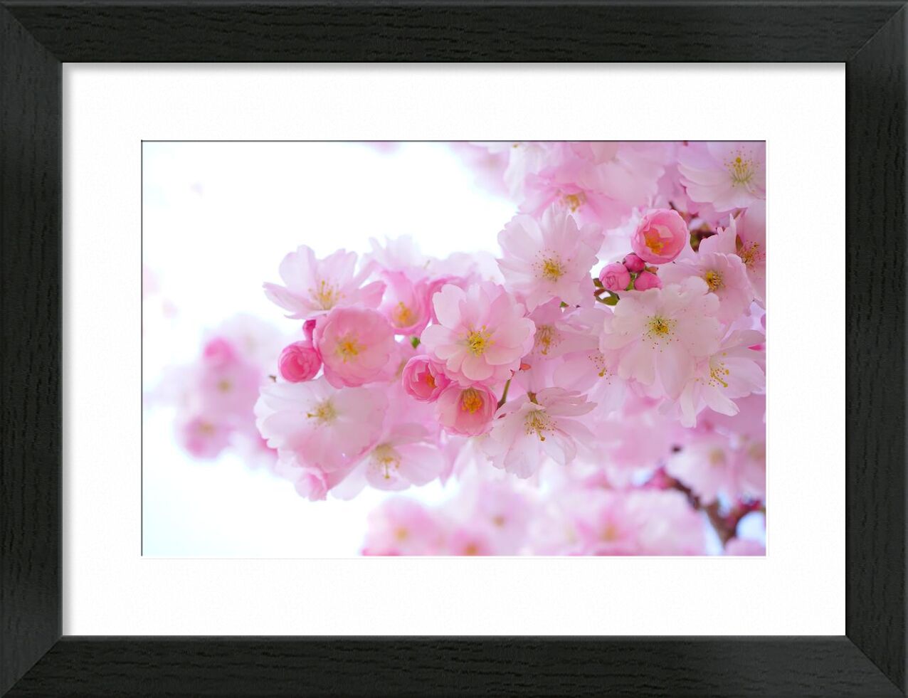 Cherry blossoms from Pierre Gaultier, Prodi Art, bloom, blossom, cherry blossom, flora, flowers, pink, spring, tree