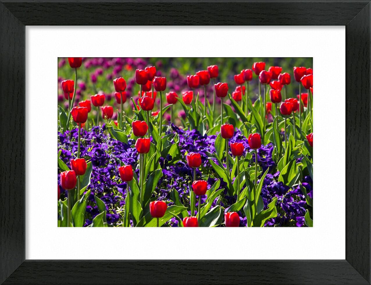 Spring tulips from Pierre Gaultier, Prodi Art, bloom, blossom, flora, flowers, nature, spring, tulips, wild flowers