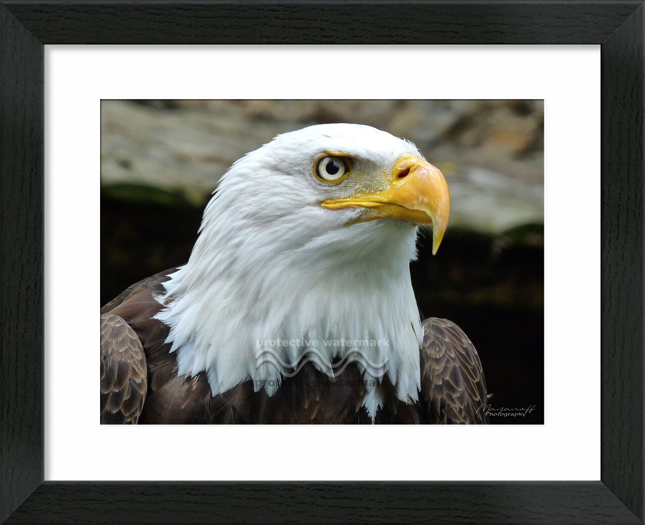 Eye of the Eagle from Mayanoff Photography, Prodi Art, bald eagle, eagle, eye, portrait, raptor, bird, eagle, eye, bird of prey, Bald Eagle, pygargue, fishing eagle, fish eagle