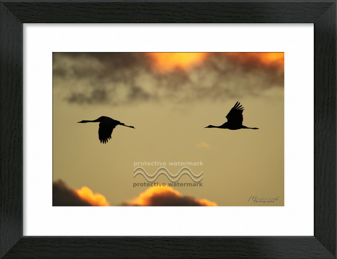 Morning flight from Mayanoff Photography, Prodi Art, dawn, clouds, flight, morning, birds, flight, clouds, dawn, morning, birds, cranes, slhouettes, cranes