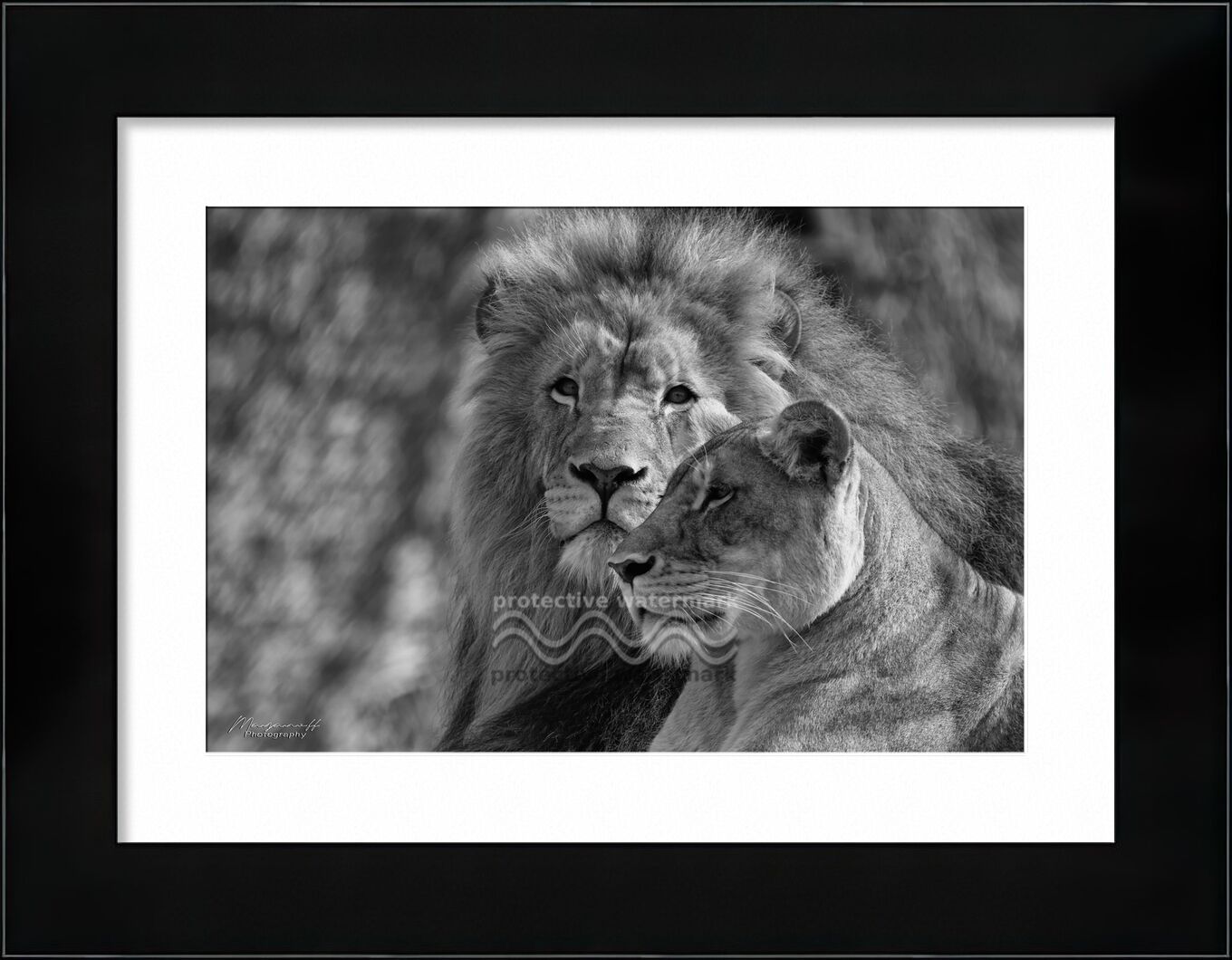 Crossed glances from Mayanoff Photography, Prodi Art, Lion, lioness, black-and-white, animals, felines