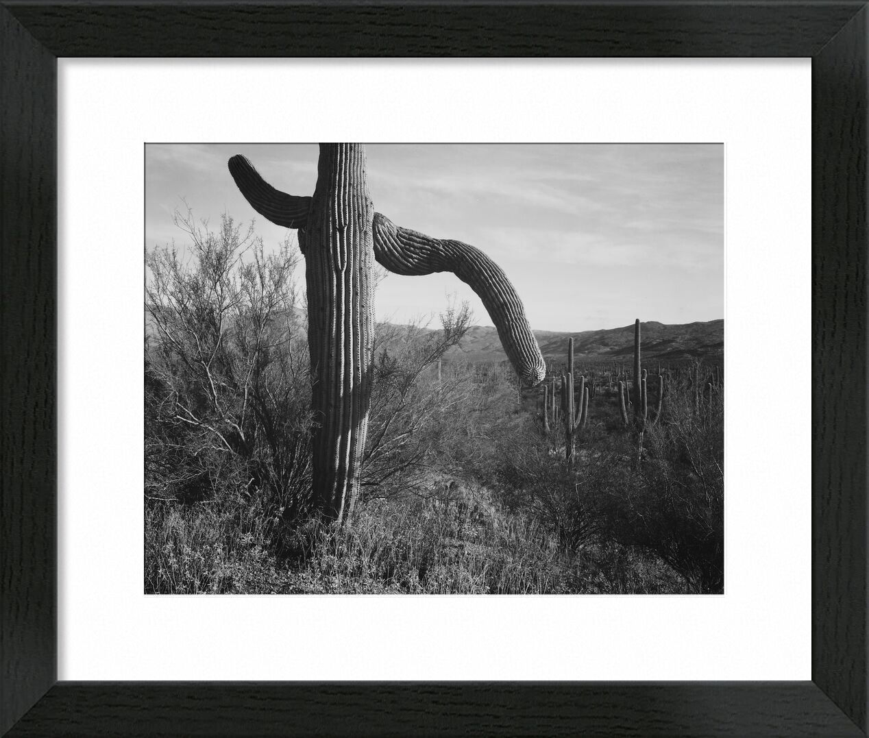 Cactus At Left And Surroundings - Ansel Adams von Bildende Kunst, Prodi Art, ANSEL ADAMS, Kaktus, Wildnis, Schwarz und weiß