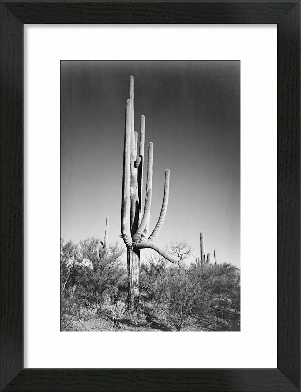 Full View of Cactus and Surrounding Shrubs - Ansel Adams von Bildende Kunst, Prodi Art, ANSEL ADAMS, Kaktus, Wildnis, Schwarz und weiß