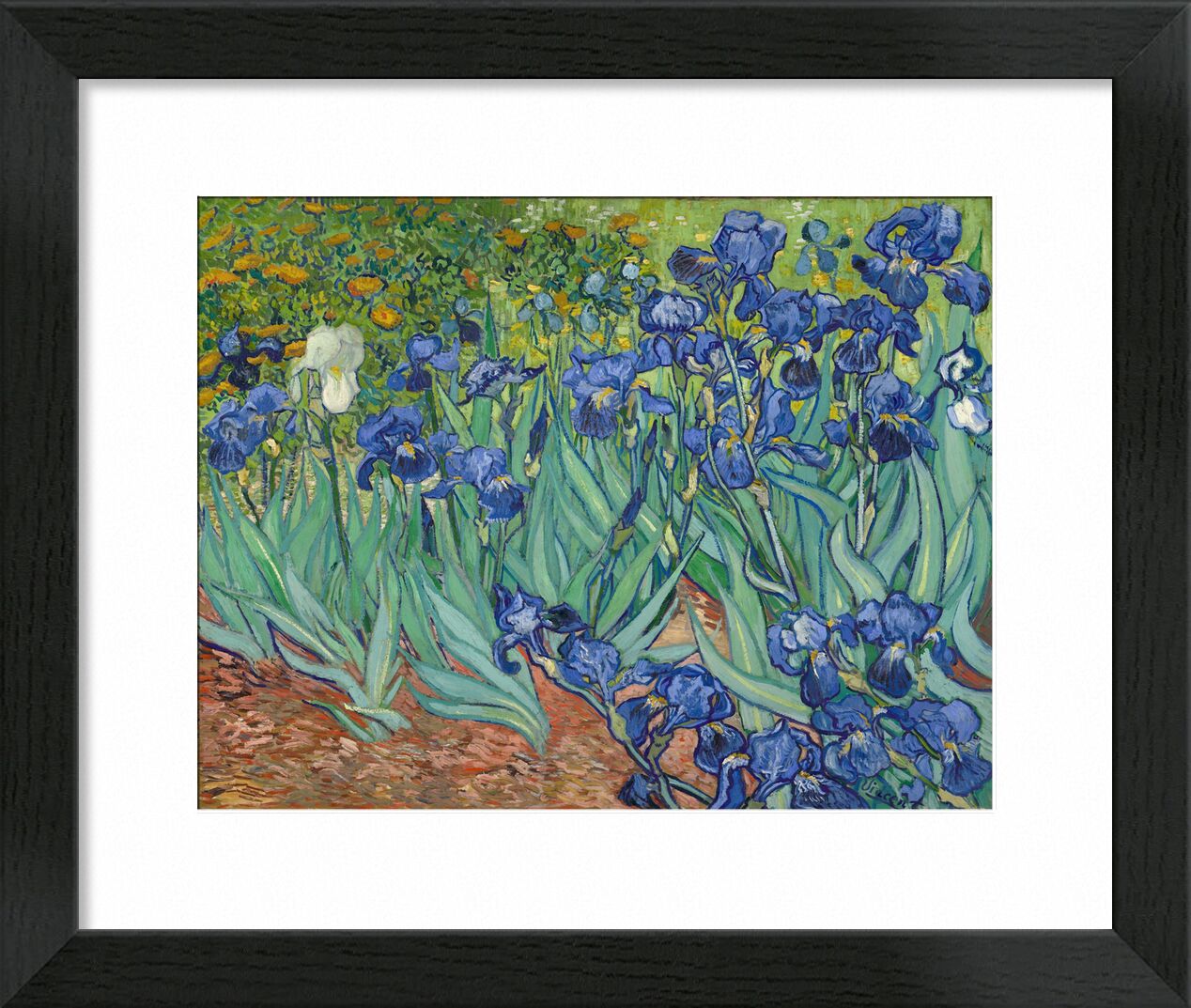 Irises - Van Gogh desde Bellas artes, Prodi Art, Van gogh, pintura, iris, jardín, flores
