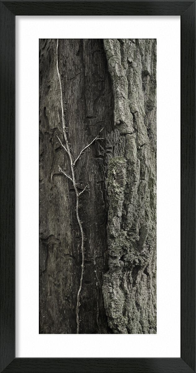 SOUS TA PEAU 8 de jean michel RENAUDIN, Prodi Art, écorce, vivant, vivante, matière, arbre, forêt, tronc, Lierre, Matériel