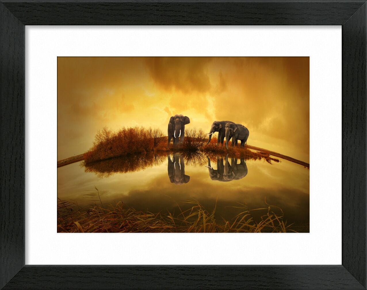 Elephants at the water's edge from Pierre Gaultier, Prodi Art, animals, nature, sunset, elephant, thailand