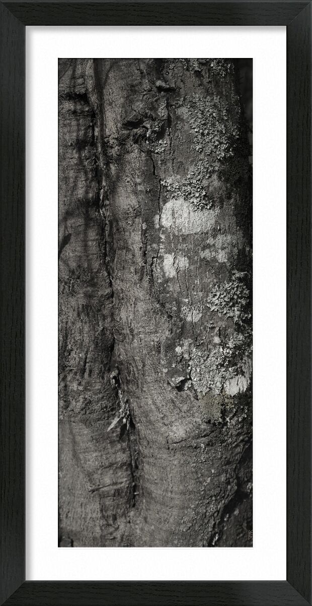 UNDER YOUR SKIN 3 from jean michel RENAUDIN, Prodi Art, material, Ivy, trunk, forest, tree, matter, alive, living, bark